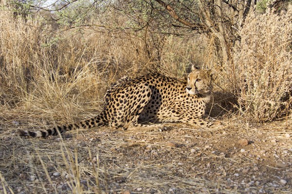 Cheetah (Acinonyx jubatus)