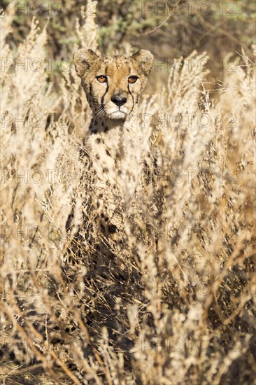 Cheetah (Acinonyx jubatus)