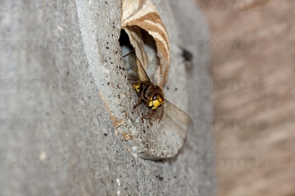 Hornet (Vespa crabro)