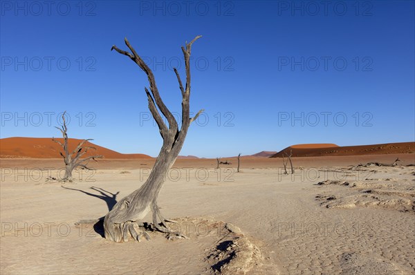 Withered trees in the desert