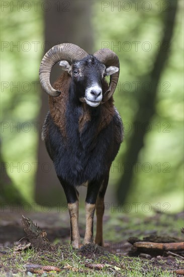 European mouflon (Ovis orientalis musimon)