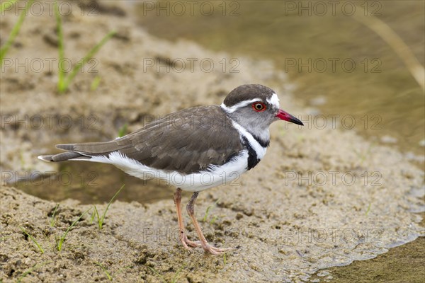 Three-banded Plover (Charadrius tricollaris)