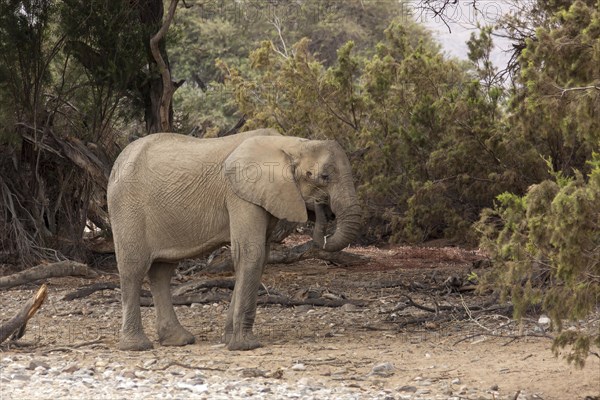 African Elephant (Loxodonta africana)