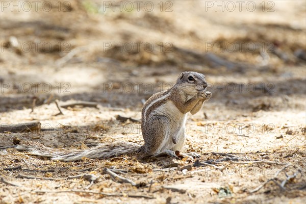 Cape Ground Squirrel (Xerus inauris)