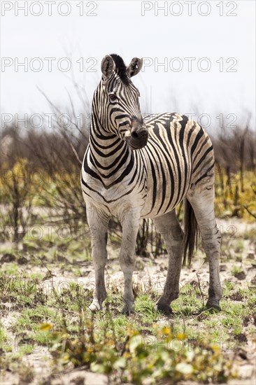 Plains Zebra or Burchell's Zebra (Equus quagga)