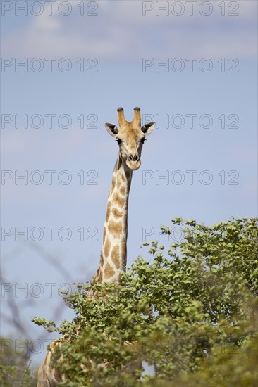Giraffe (Giraffa camelopardalis)