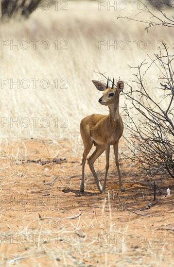 Steenbok (Raphicerus campestris)