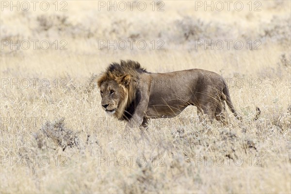 Lion (Panthera leo)