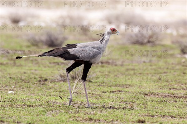 Secretarybird (Sagittarius serpentarius)