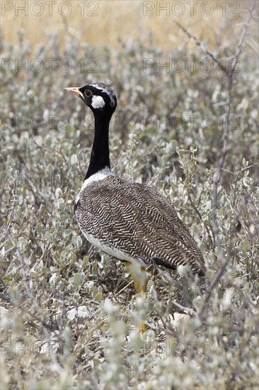 Southern Black Korhaan (Eupodotis afra)