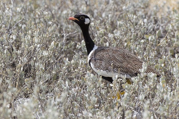 Southern Black Korhaan (Eupodotis afra)