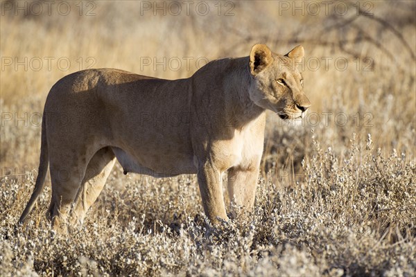 Lioness (Panthera leo)