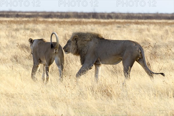 Lion (Panthera leo)