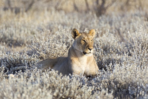 Lioness (Panthera leo)