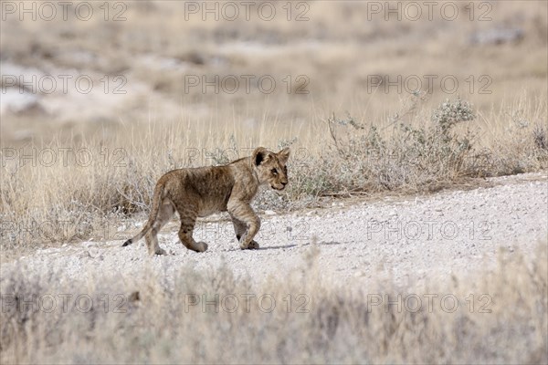 Lion (Panthera leo)