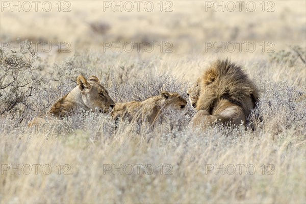 Lion (Panthera leo)