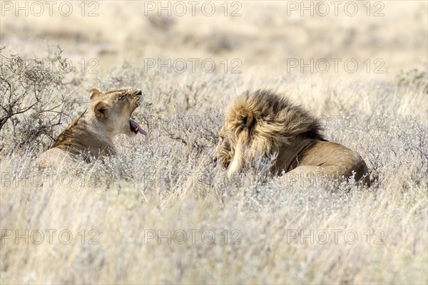 Lion (Panthera leo)