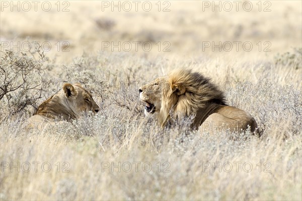 Lion (Panthera leo)