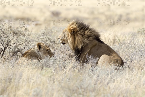 Lion (Panthera leo)