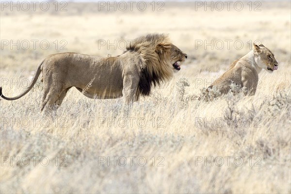 Lion (Panthera leo)