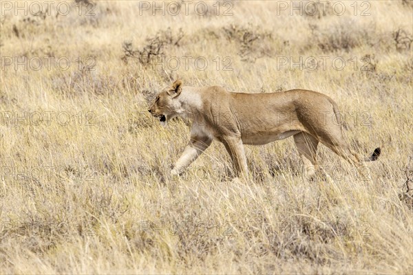 Lioness (Panthera leo)