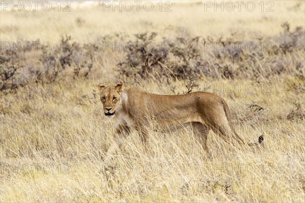 Lioness (Panthera leo)