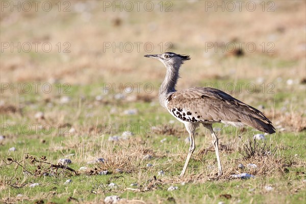 Kori Bustard (Ardeotis kori)