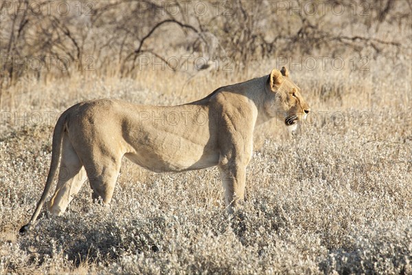 Lioness (Panthera leo)