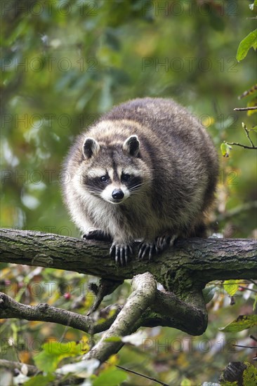 Raccoon (Procyon lotor)