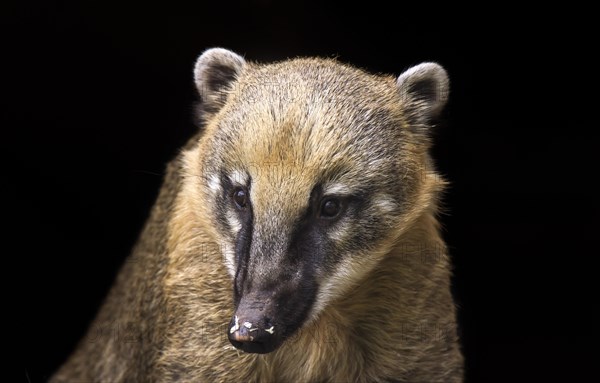 South American Coati or Ring-tailed Coati (Nasua nasua)