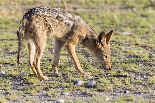 Black-backed Jackal (Canis mesomelas)