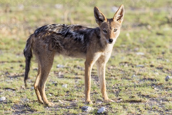 Black-backed Jackal (Canis mesomelas)