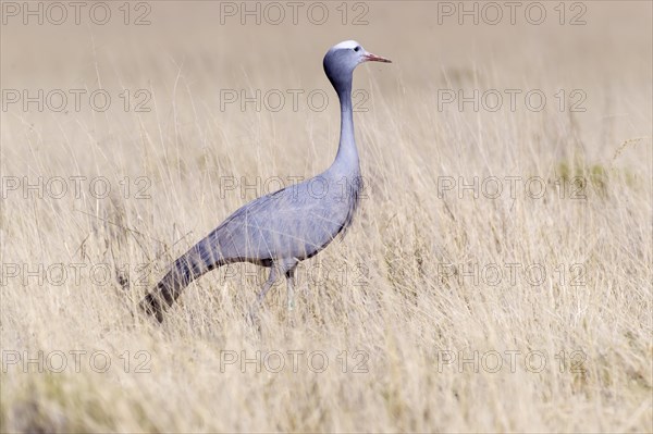 Blue Crane (Anthropoides paradisea)