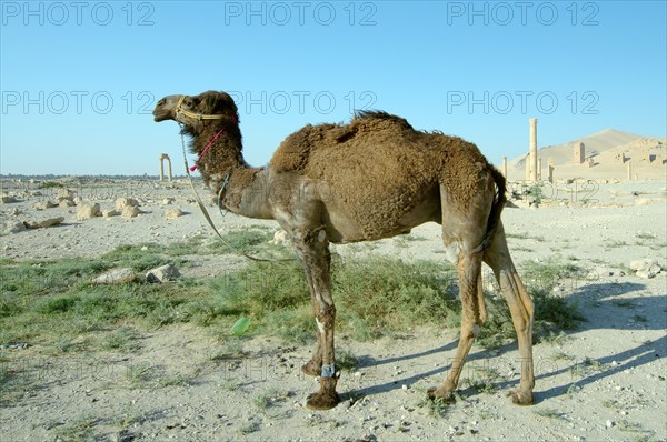 Camel (Camelus dromedarius) at the ancient city of Palmyra