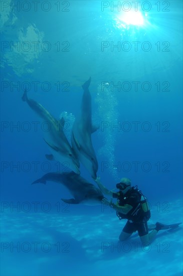 Scuba diver and Bottlenose Dolphins (Tursiops truncatus)