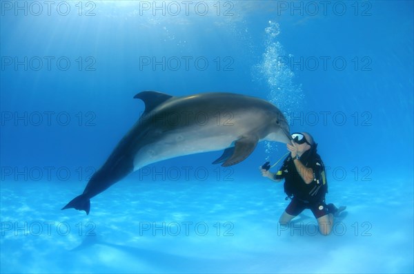 Scuba diver and a Bottlenose Dolphin (Tursiops truncatus)