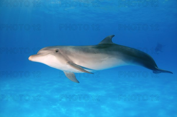 Bottlenose Dolphin (Tursiops truncatus)