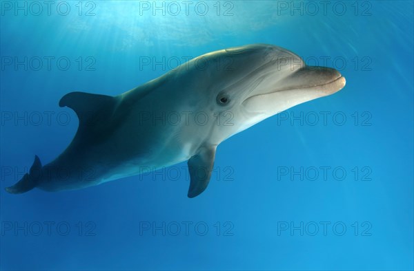 Bottlenose Dolphin (Tursiops truncatus)