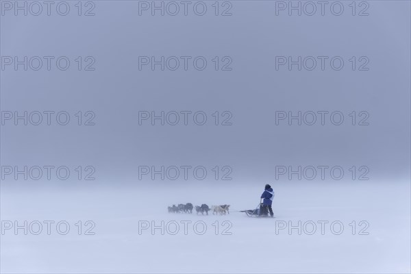 Dog team at Trappers Trail in dense fog