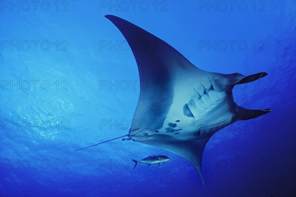 Giant Oceanic Manta Ray (Manta birostris)