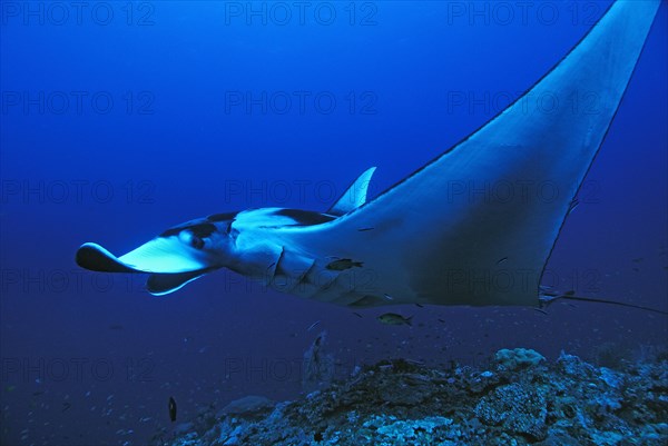 Giant Oceanic Manta Ray (Manta birostris)