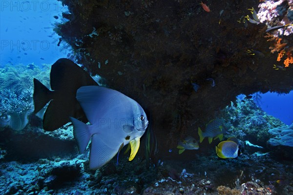 Longfin Batfish (Platax teira)