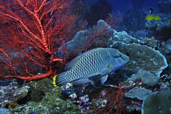 Napoleon Wrasse or Humphead Wrasse (Cheilinus undulatus) with cleaner wrasses