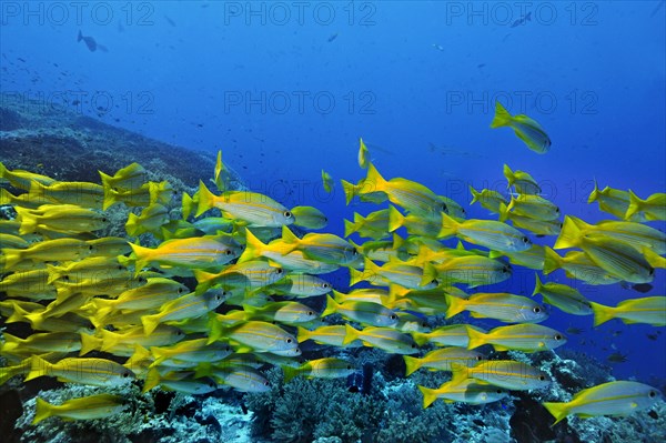 Yellowtail Snappers (Ocyurus chrysurus)