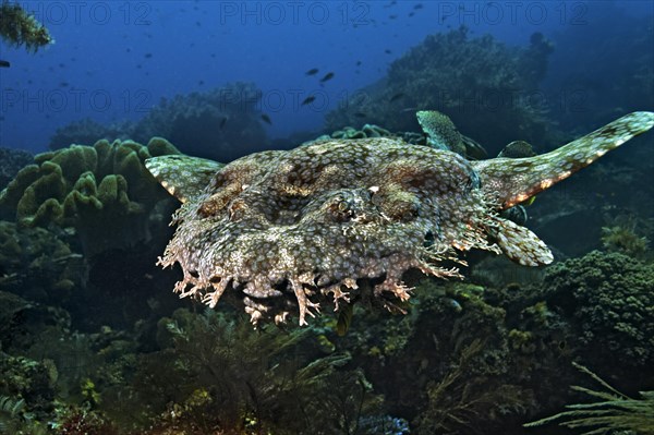 Tasselled Wobbegong (Eucrossorinus dasypogon)