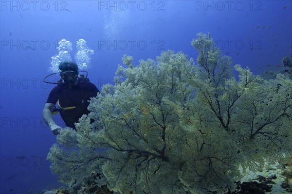 Scuba diver with Sea Fans or Gorgonians (Scleraxonia)