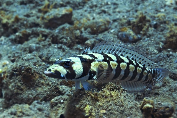 Reticulated Sandperch (Parapercis tetracantha)