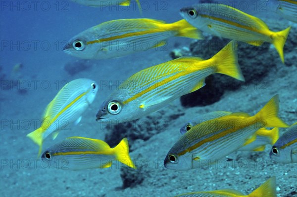 Yellowtail Snappers (Ocyurus chrysurus)