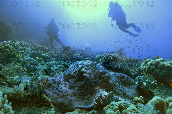 Round ribbontail ray (Taeniura meyeni) and diver