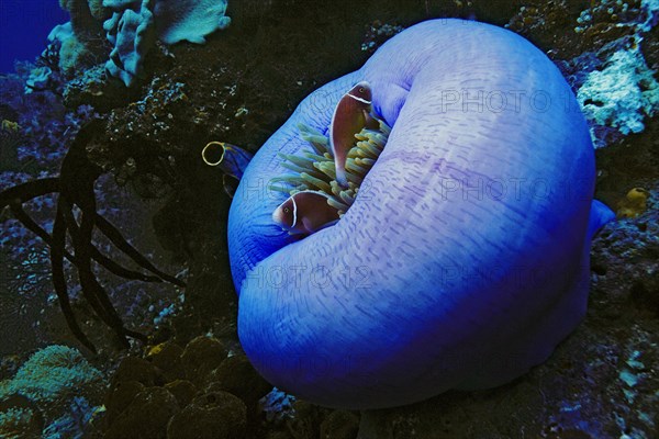 Pink skunk clownfish (Amphiprion perideraion) in Magnificent Sea Anemone (Heteractis magnifica)